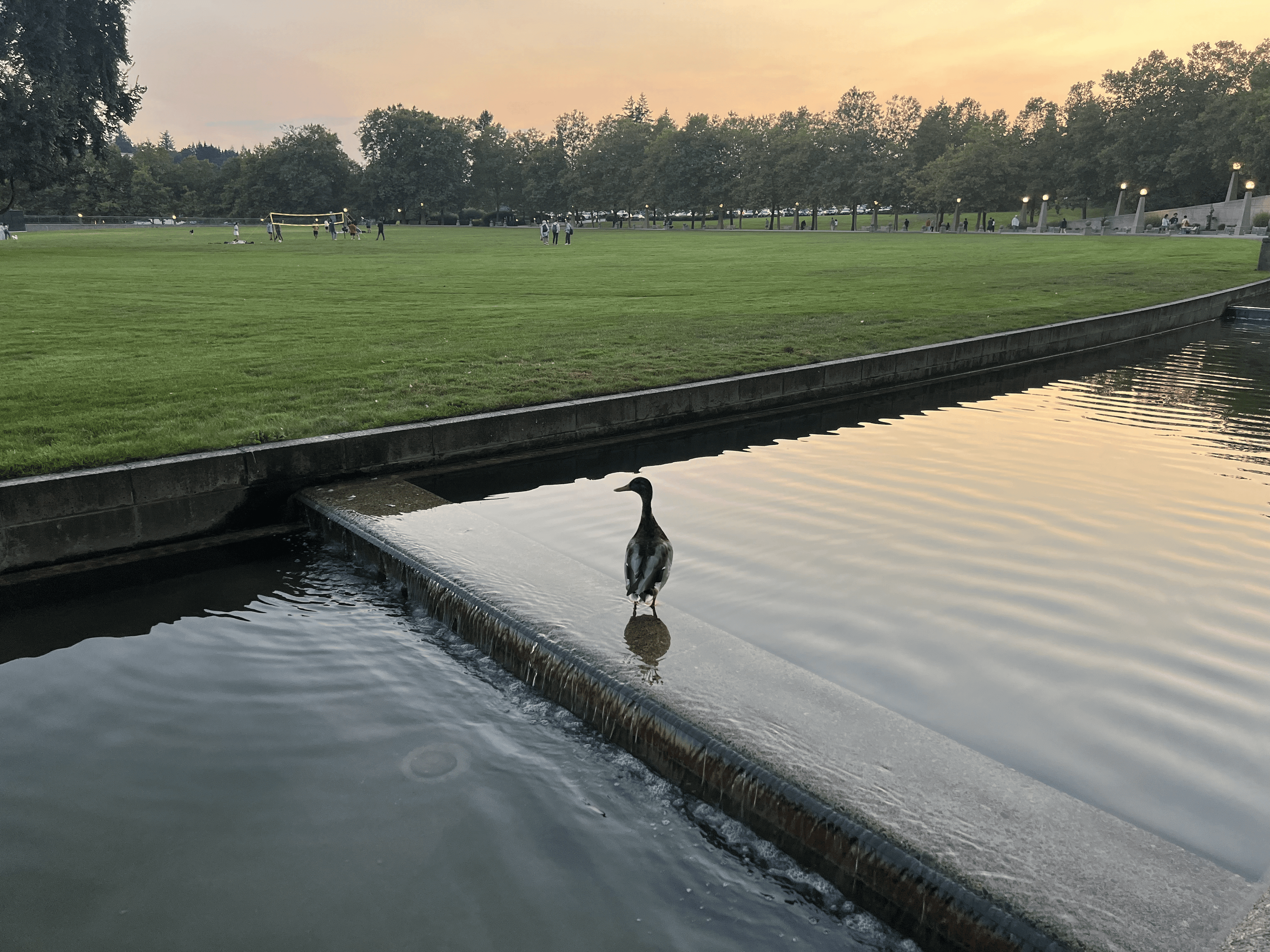 Duck Chilling